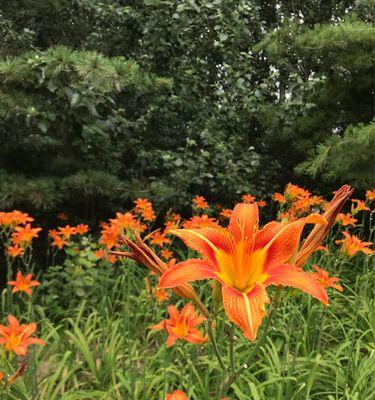 萱草花语与寓意（唤醒心灵的花朵，寄托着无尽的情感）