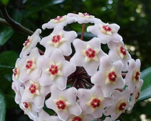 雪球花花语揭秘（探索花语，与雪球共舞）