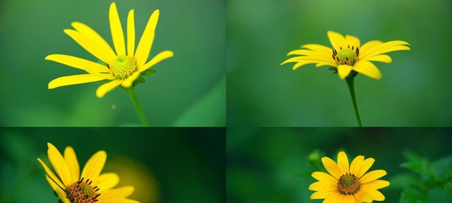 野菊花的花语及其意义（探寻野菊花的花语，解读它们的内涵）