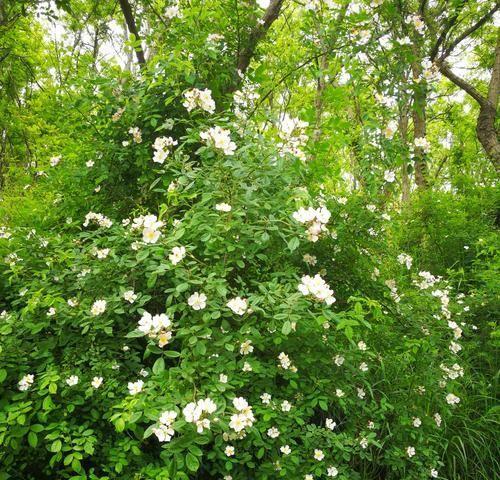 野蔷薇的花语与代表意义（探寻野蔷薇花语中的浪漫和坚强）