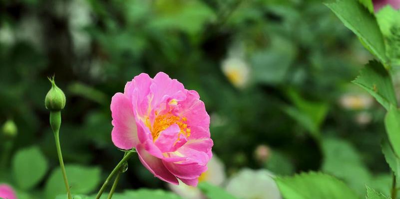 野蔷薇花语（探索野蔷薇花语的深层含义）