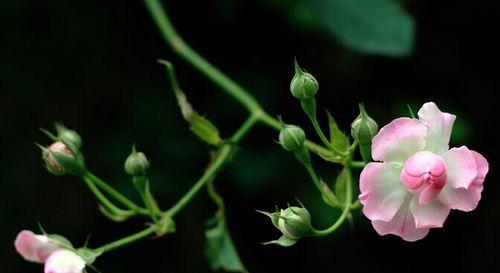 野蔷薇花语（探索野蔷薇花语的深层含义）