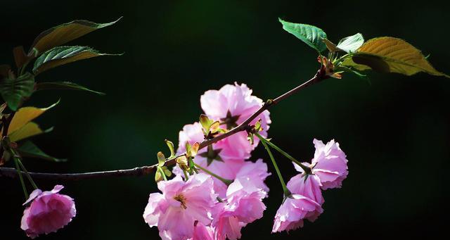 樱花之美（探寻樱花背后的花语和神话传说）