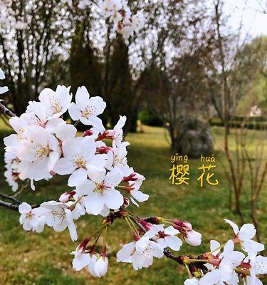 樱花盛开，寄托情谊（樱花花语与寓意，谁是赠送对象？）