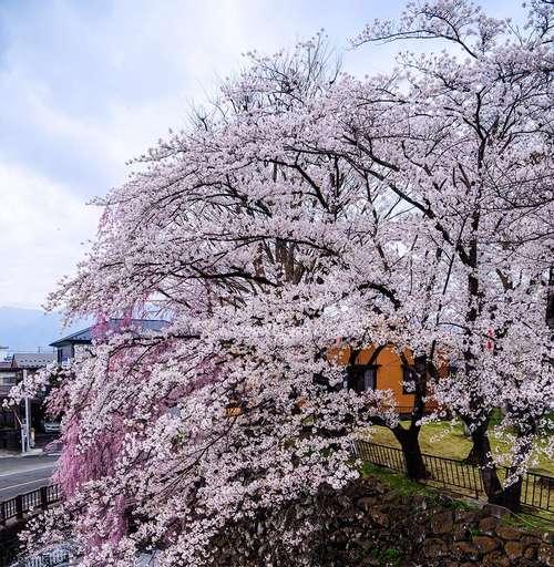 樱花的寓意与美好（揭示樱花的象征意义和文化内涵）