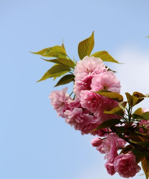 樱花之美（探究樱花的花语象征与寓意，了解其背后的文化内涵）