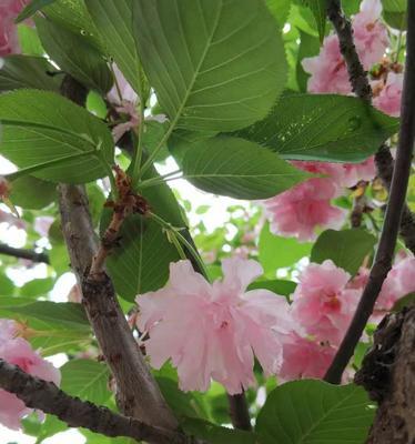 樱花之美（探究樱花的花语象征与寓意，了解其背后的文化内涵）