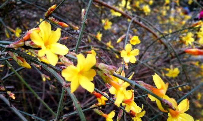 春风迎春花，花开寓意深（迎春花的象征意义及文化内涵）