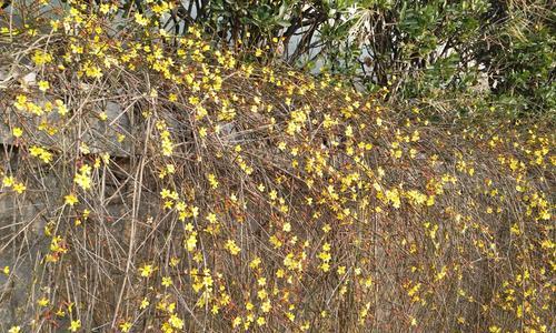 春风迎春花，花开寓意深（迎春花的象征意义及文化内涵）