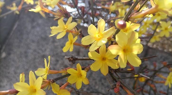 迎春花花语——春天的使者（传递希望与热情的花卉）