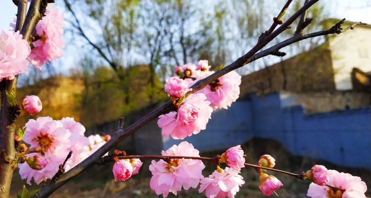 榆叶梅花语的含义与传承（传统文化中的花语之美——榆叶梅花）