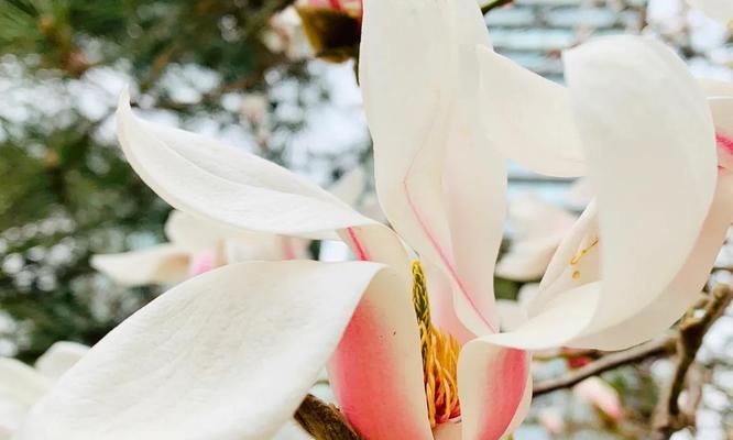 玉兰花（揭开玉兰花的花语与传说，探寻其神秘魅力）