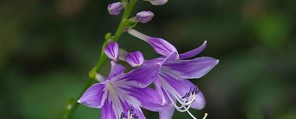 玉簪花的花语——传递纯洁和美丽的象征（百合之美，花开骨朵绽放，传递高贵与纯净）