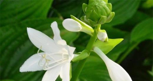 玉簪花的花语——传递纯洁和美丽的象征（百合之美，花开骨朵绽放，传递高贵与纯净）