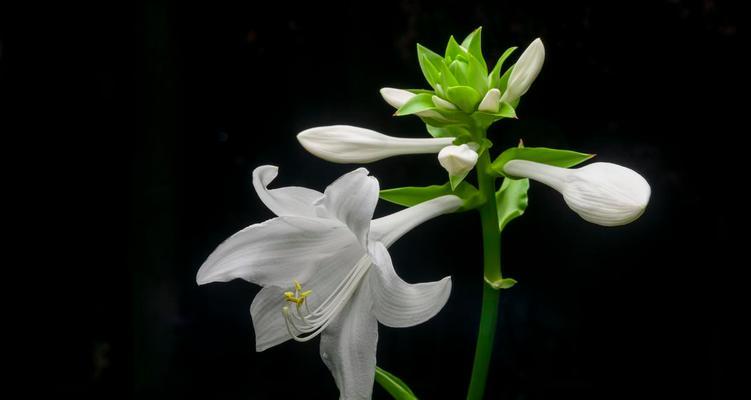 玉簪花的花语——传递纯洁和美丽的象征（百合之美，花开骨朵绽放，传递高贵与纯净）