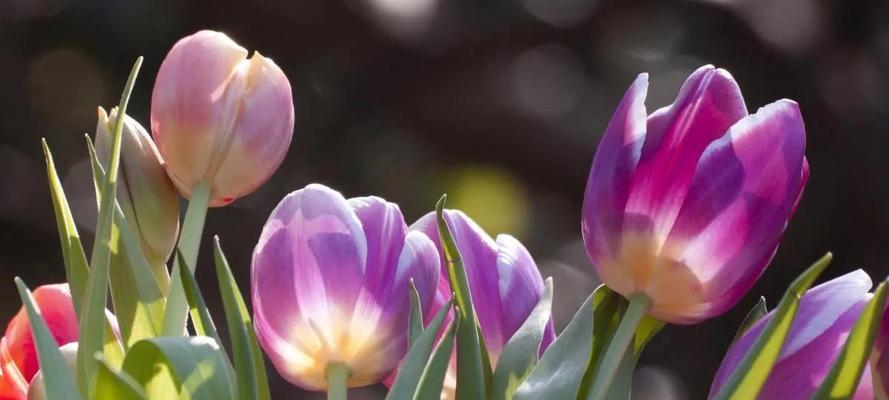 郁金香花语和寓意（探秘郁金香的花语与意义）