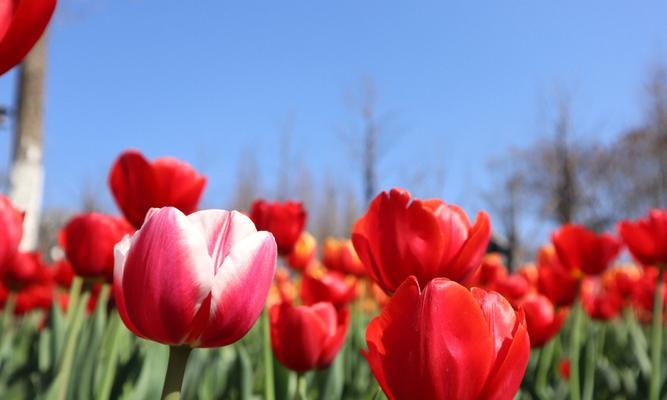 郁金香花的象征意义与美丽之谜（探寻郁金香的文化寓意与品种特点）