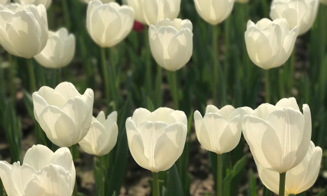 白郁金香花语的意义与传承（白郁金香的美丽与寓意）