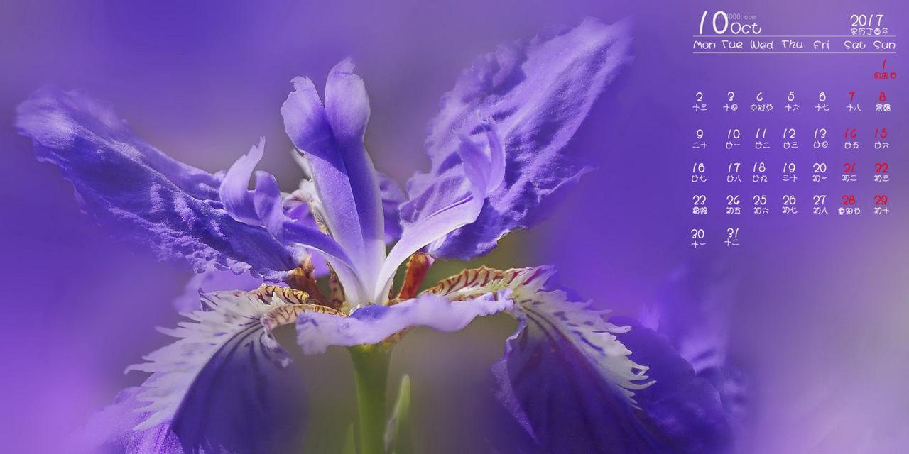 尾花鸢尾花语之魅力与意义（探索尾花鸢尾花的花语传达与象征意义）