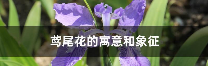 尾花鸢尾花语之魅力与意义（探索尾花鸢尾花的花语传达与象征意义）