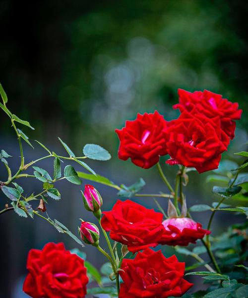 探寻月季花的花语之美（从花开花谢看透人生意义）