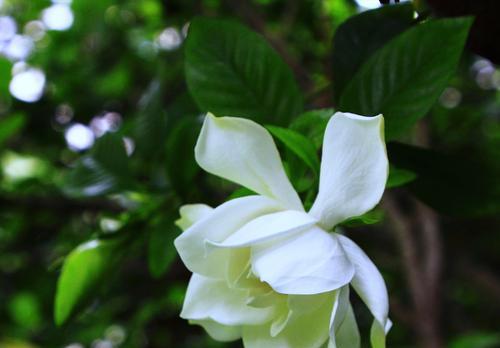 栀子花花语的寓意象征（探寻栀子花的秘密与神奇）