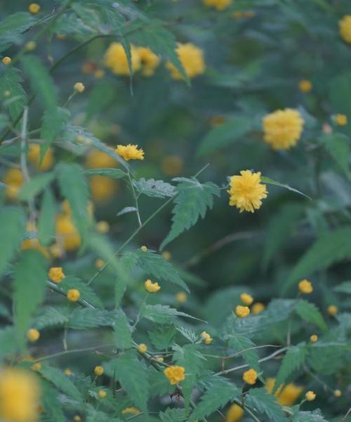 重瓣棣棠花花语（用花言巧语述说深情）