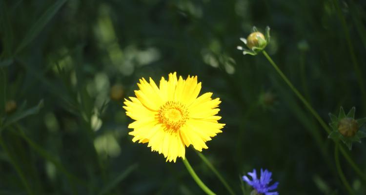 以皱菊花的花语和寓意（解读以皱菊花的象征与含义）