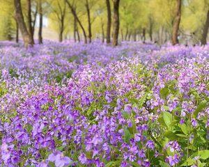 诸葛菜花的花语与寓意（解读诸葛菜花的内涵与象征）