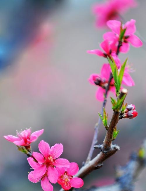 竹夹桃花的花语（探寻竹夹桃花的寓意与魅力）