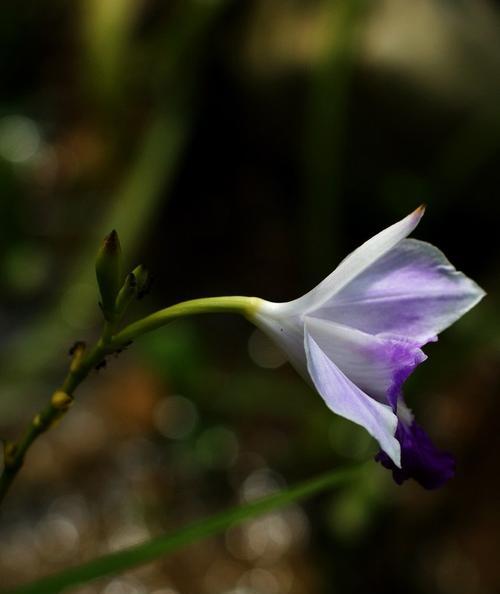 紫萼的花语与文化背景（揭开紫萼的神秘面纱，探寻其丰富文化内涵）