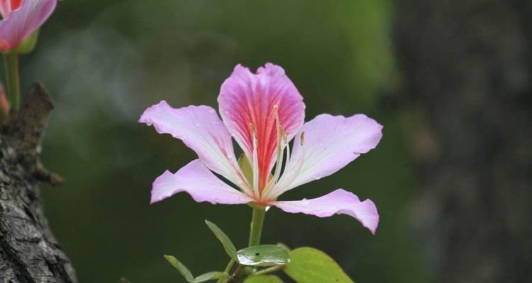 紫荆花花语揭示的情感之美（以紫荆花花语诠释爱与希望的微妙含义）