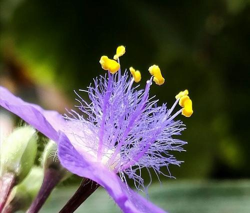 紫露草的花语（探寻紫露草花语的深意）