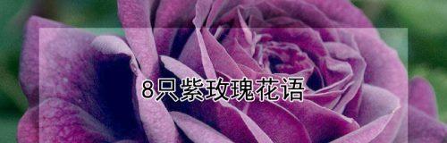 紫玫瑰的寓意是什么？（花语之美——解读紫玫瑰的深刻含义）