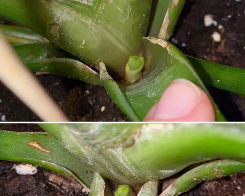 分株繁殖（掌握正确方法轻松繁殖植物）