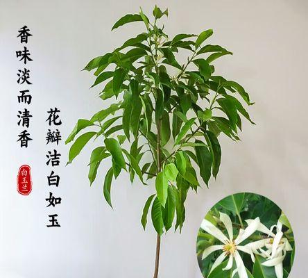 盆栽白兰花的养殖技巧（注意事项与细节，白兰花盆栽的精细管理）