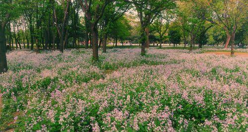 二月兰种植技巧大全（如何在正确时间、正确地点种植二月兰？）