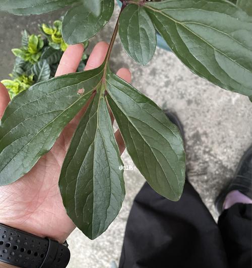 芍药叶子卷（探究芍药叶子卷的成因与解决方法）