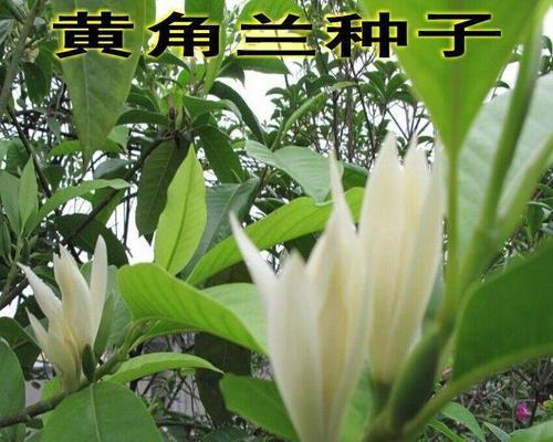 如何种植黄桷兰（从栽培到繁殖，一步步教你种好黄桷兰）