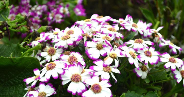 友谊之花——让鲜花传递真挚情谊（探寻友谊花卉的文化内涵与传递方式）