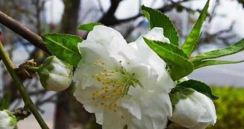 梅花病害及防治方法（从根源预防，科学喷药为宜）