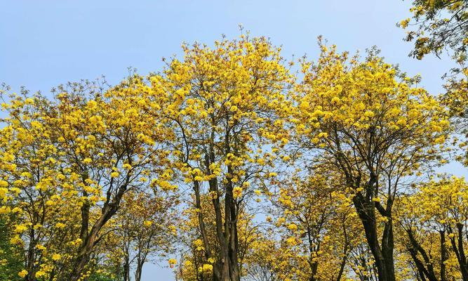 黄花风铃木花开时间及品种特色（探秘黄花风铃木，解析其美妙花期）