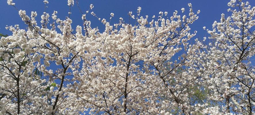 樱花的美丽与哲学（日本国花樱花的寓意及文化价值）