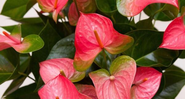 花烛移植指南（让你的花烛生长更加健康繁茂）