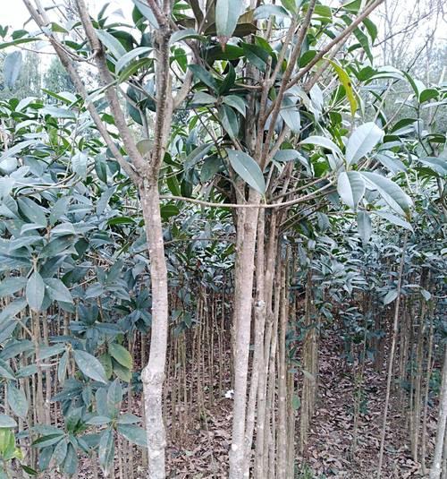 如何种植桂花树——打造美丽的花园（详细介绍桂花树的种植方法、注意事项及日常护理）