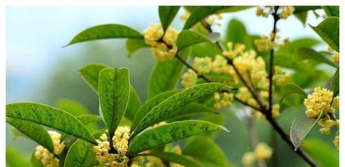 如何种植桂花树——打造美丽的花园（详细介绍桂花树的种植方法、注意事项及日常护理）