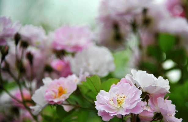 打造美丽花园的必备技能——蔷薇花种植（种植技巧、养护方法、防治病虫害解析）