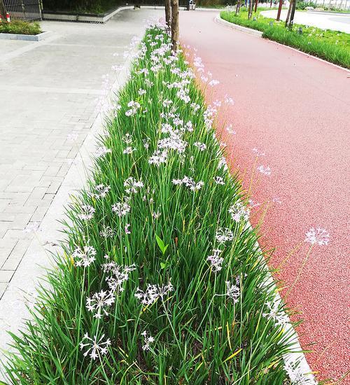 紫娇花的花期特点（探寻紫娇花开放的奥秘）