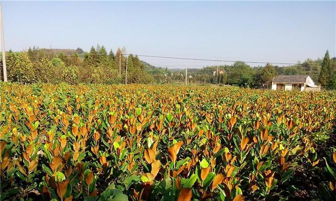 广玉兰的种植方法（详细介绍广玉兰的生长习性和栽培技巧）