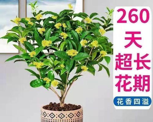 揭秘盆栽桂花苗的正确方法（打造美丽家园，从桂花苗开始）